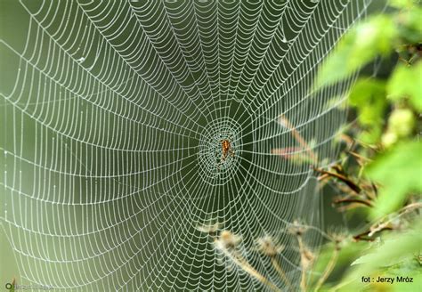  Arachnida!  Atlasowy Pajak - Mistrz Kamuflażu i Tkacz Niezwykłych Sieci!