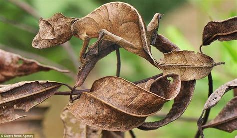  Chameleon! Zaskakująca Metamorfoza Mistrza Kamuflażu w Świecie Gadów