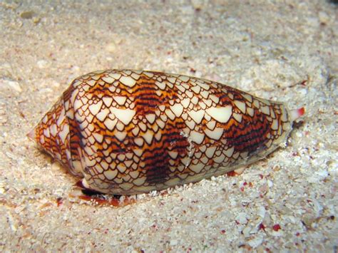  Cone Snail:  A Beautiful Shell That Houses A Killer Instinct!