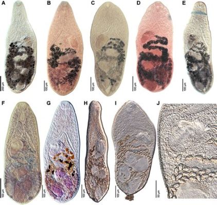  Digenea - Mały pasożyt z wielkim wpływem! Digenea, niewielkie robaki płaskie, należą do grupy Trematoda i charakteryzują się skomplikowanym cyklem życiowym obejmującym wiele żywicieli.