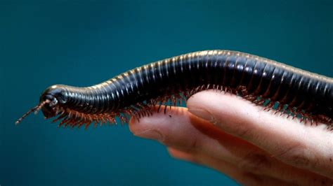  Millipedes: Where Abundant Legs Meet Ancient Origins!