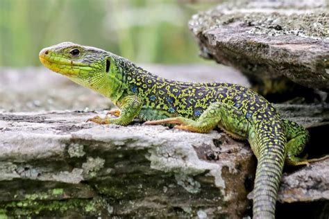  Ocellated Lizard! An Ancient Reptile Sporting an Eye-Catching Pattern for Predator Deception