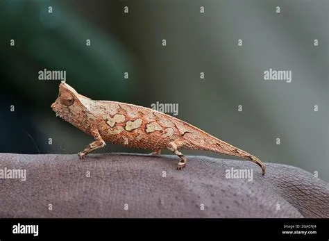  Brookesia -  Jej Mały Rozmiar Kryje Wieloetapowy Rozwój