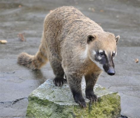  Coati - Zwierzę o Pięknym Futrem i Wspaniałej Zwinności!