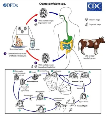 Cryptosporidium - Życie w cieniu jelit: Mały pasożyt o wielkim wpływie!