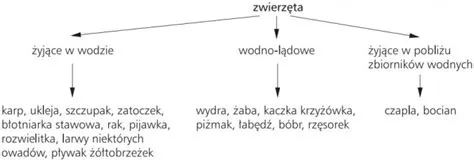  Falciferum - Mały pasożyt z wielkim wpływem na organizmy wodne!