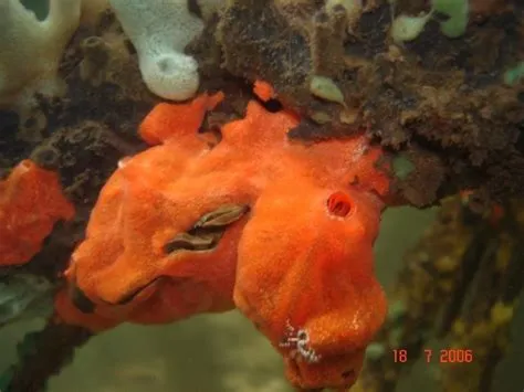  Fire Sponge: Can This Deep-Sea Dweller Really Burn?