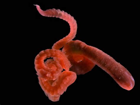  Heteromastus! Owning the Seabed Like a Boss: Diving Deep into the World of This Remarkable Polychaete