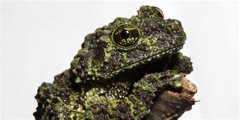  Humboldt Frog: A Master of Camouflage and Amphibian Acrobatics!