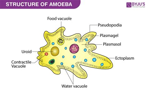  Leptotaxis! The Humble Amoeba That Might Just Be Your New Best Friend