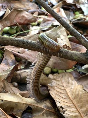  Lesserknown Millipede: A Tiny Treasure with Thousands of Legs!