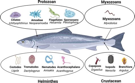  Maritremopsis! An Intriguing Parasite Hiding In The Shadows Of Marine Fish