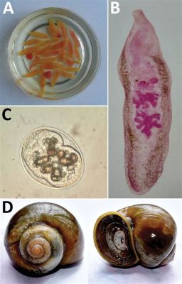  Quingyulus: A Tiny Trematode With an Appetite for Snail Slime!