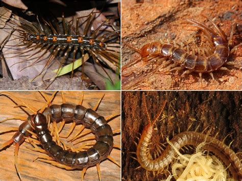  Toothed Centipede: Explore the Fascinating World of One of Nature’s Most Unconventional Hunters!