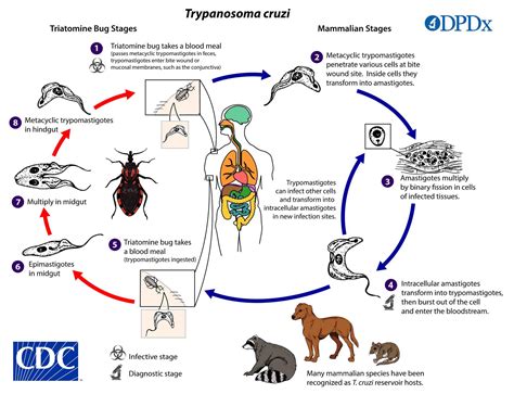  Trypanosoma - Zazwyczaj nieszkodliwy mieszkaniec organizmu, potrafi przeistoczyć się w groźnego pasożyta!