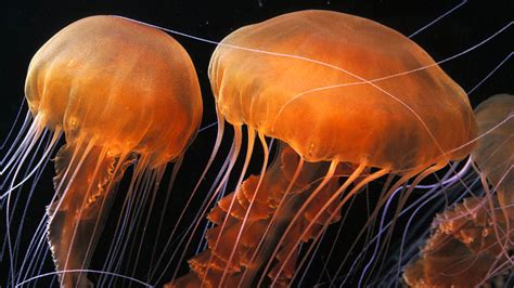 Umbrealla Jellyfish: A Marvelous Masterpiece Of Gelatinous Grace!