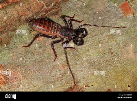  Vinegaroon! This Eight-Legged Wonder Is an Arachnid That Can Shoot Vinegar from Its Abdomen