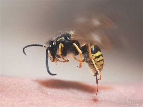  Yellowjacket!  Discover the Tiny Terror That Packs a Punishing Sting